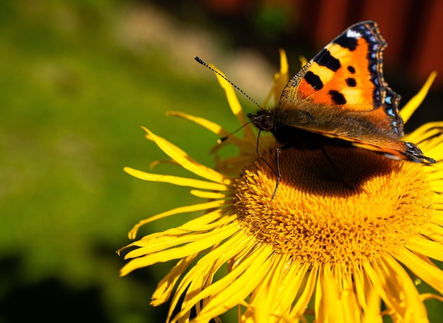 In-Depth Conversation Starters for “Butterfly Yellow” – A Silver Petticoat Book Club Companion